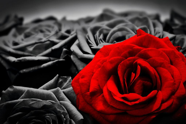 Romantic Red Rose Against Black And White Roses Art Cool Wall Decor Art Print Poster 24x16