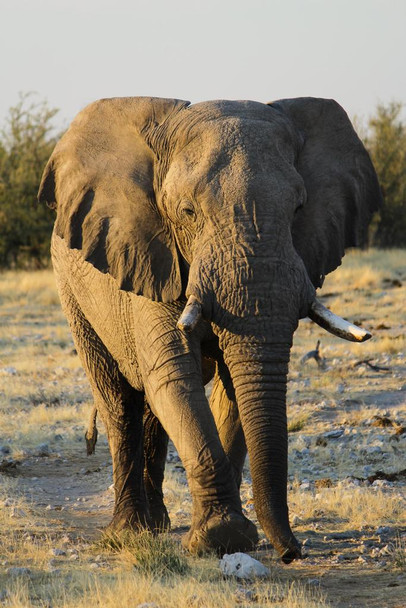Laminated Lonely Male Elephant Walking Etosha National Wildlife Park Photo Photograph Poster Dry Erase Sign 16x24