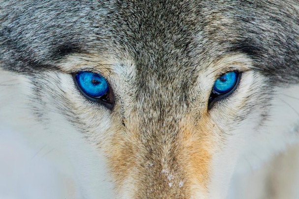 Laminated Gray Wolf Bright Blue Eyes Close Up Face Portrait Photo Wolf Posters For Walls Posters Wolves Print Posters Art Wolf Wall Decor Nature Posters Wolf Decorations Poster Dry Erase Sign 24x16