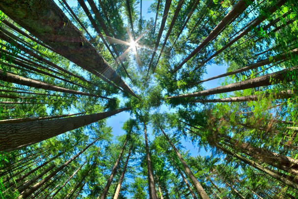 Laminated Tall Pine Tree Canopy Rising High From Forest Floor Sunlight Filtering Giant Redwoods Nature Photo Poster Dry Erase Sign 24x16