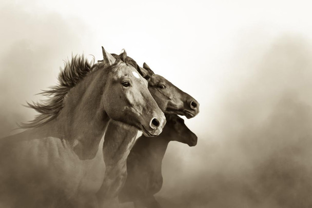 Laminated Wild Mustang Horses Running Free Black White Photo Nature Animals Poster Dry Erase Sign 16x24