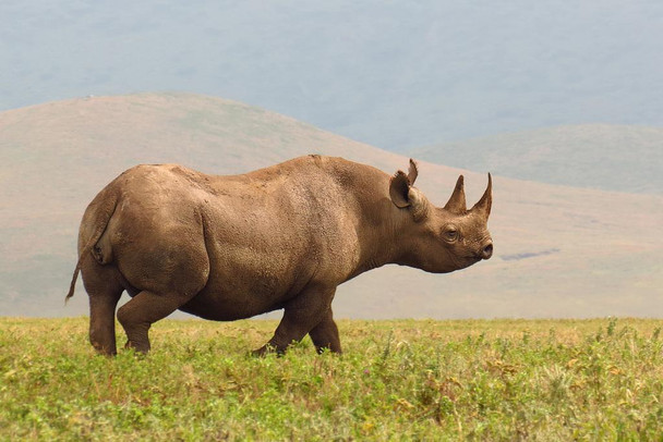 Laminated Black Rhinoceros Rhino on Savannas of Ngorongoro Conservation Area Photo Photograph Poster Dry Erase Sign 24x16