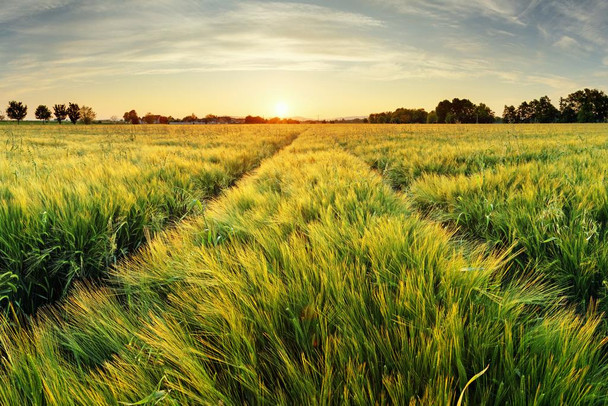 Laminated Springtime Rural Farm Landscape With Wheat Field At Sunset Poster Dry Erase Sign 24x16