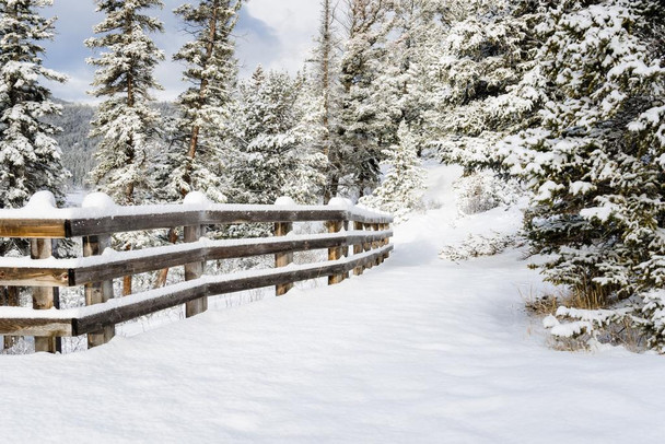 Laminated Snowy Forest Path With Fence Winter Landscape Photo Poster Dry Erase Sign 24x16