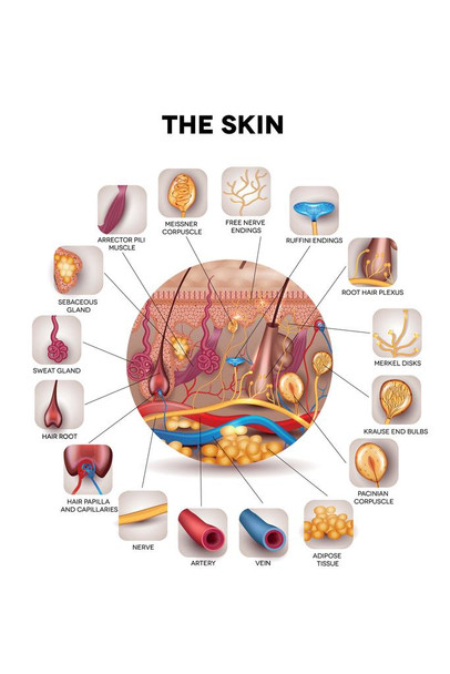 Laminated Human Skin Anatomy Cross Section Educational Chart Poster Dry Erase Sign 16x24