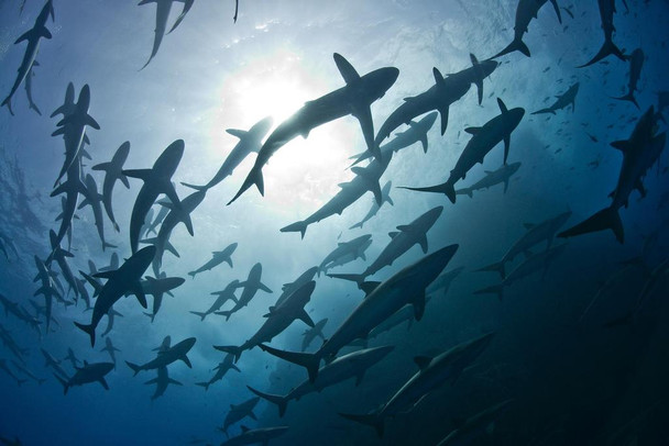 Laminated Schools of Silky Sharks During Mating Rituals Photo Photograph Poster Dry Erase Sign 24x16