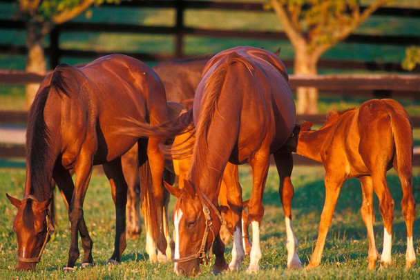 Laminated Horse Family Thoroughbred Mares Foals Horses Grazing in Pasture Grass Animal Farm Ranch Photo Photograph Poster Dry Erase Sign 24x16