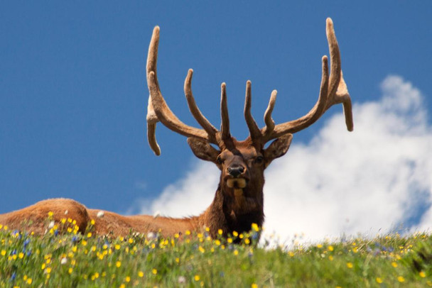 Laminated Bull Elk on Tundra Rocky Mountain National Park Photo Photograph Poster Dry Erase Sign 24x16