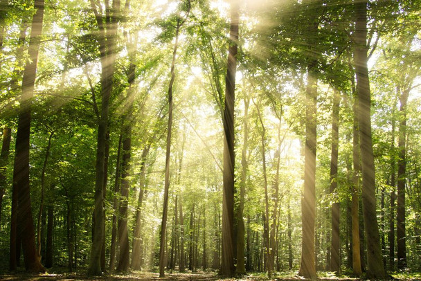 Laminated Sunrays Through Treetops Photo Photograph Poster Dry Erase Sign 24x16