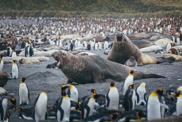 Laminated Fight Time Elephant Seals Surrounded by Penguins Photo Photograph Poster Dry Erase Sign 24x16