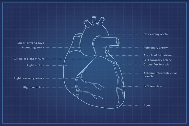 Laminated Human Heart Blueprint Diagram Educational Chart Poster Dry Erase Sign 24x16