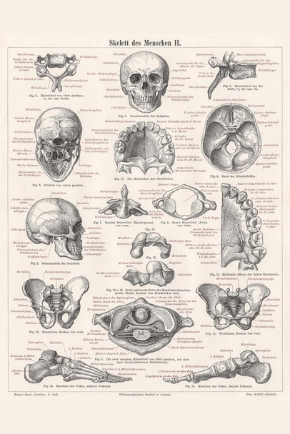 Laminated Skeleton of Man 1895 German Illustration Educational Chart Poster Dry Erase Sign 16x24