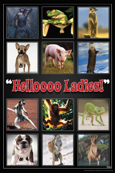 Laminated Helloooo Ladies! Grid Animals Humor Poster Dry Erase Sign 16x24