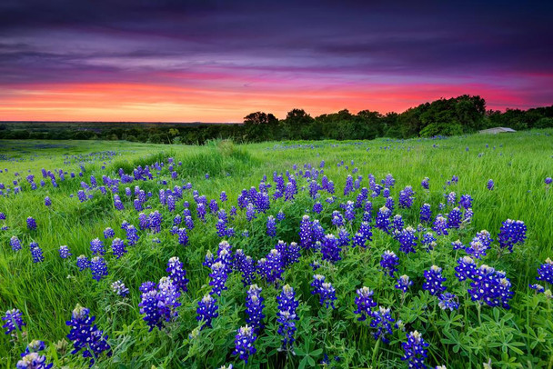 Laminated Sunset on Bluebonnet Field Sugar Ridge Road Photo Plant Room Decor Aesthetic Plant Art Prints Large Botanical Poster Nature Wall Art Decor Flower Field Prints Poster Dry Erase Sign 24x16