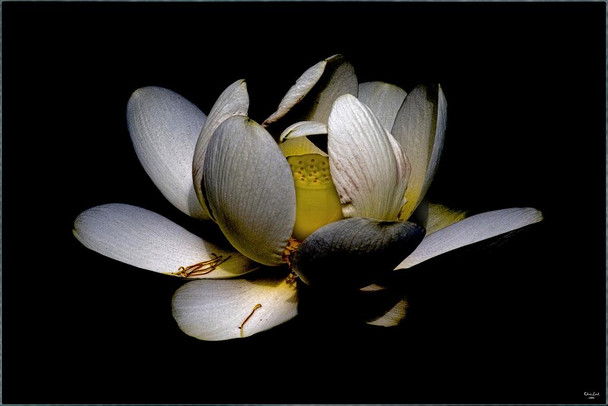 Laminated Dark Lotus by Chris Lord Photo Photograph Poster Dry Erase Sign 16x24