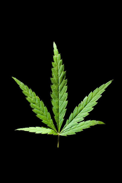 Laminated Marijuana Cannabis Weed 420 Leaf Photo Photograph Poster Dry Erase Sign 16x24