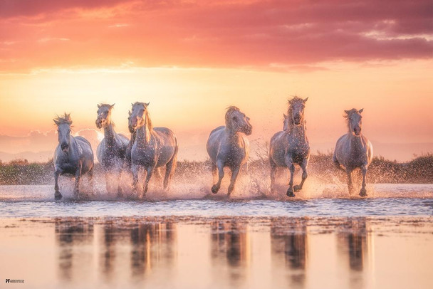 Laminated Horses Running At Sunset Girls Bedroom Decor Cute Animal Western Country Poster Dry Erase Sign 16x24