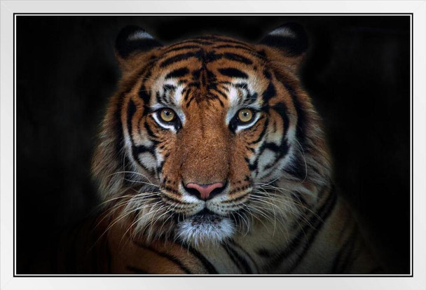 Sumatran Tiger Close Up Face Portrait Panthera Tigris Sumatrae Wild Animal Big Cat Photo White Wood Framed Poster 14x20