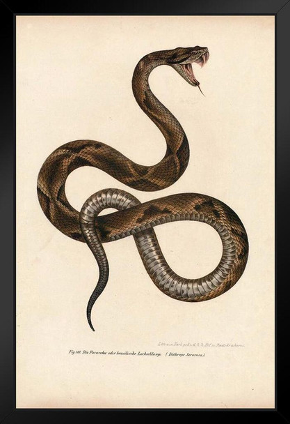 Illustration of a Boa Snake Snake Poster Snake Print Decor Top Snakes Pictures Gallery For All Poster Reptile Snake Theme Snake Wall Art Vintage Illustration Black Wood Framed Poster 14x20