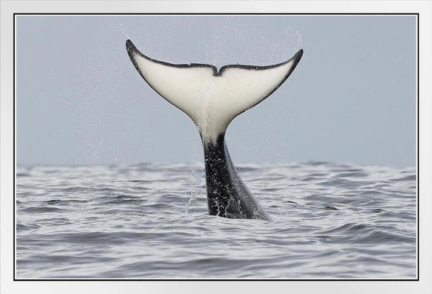 Killer Whales Off California Coast Pacific Ocean Near Carmel Photo Photograph White Wood Framed Poster 20x14