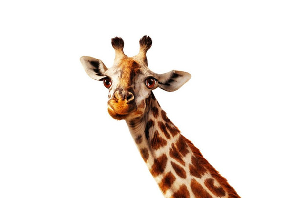 Laminated Giraffe Face Portrait Closeup Long Neck Giraffe Poster Giraffe Wall Art Giraffe Picture for Wall Giraffe Decor Giraffe Standing Wall Pictures Cute Poster Dry Erase Wall Art 24x36