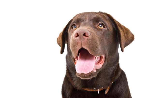 Brown Labrador Dog Closeup Cute Funny Animal Face Portrait Photo Cool Wall Art Print Poster 24x36