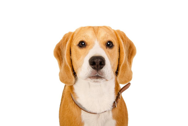 Laminated Beagle Dog Closeup Cute Funny Animal Face Portrait Puppy Posters For Wall Funny Dog Wall Art Dog Wall Decor Puppy Posters For Kids Bedroom Poster Dry Erase Wall Art 24x36