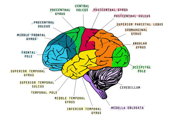 Human Brain Anatomy Head Skull Educational Colored Diagram Chart Stretched Canvas Art Wall Decor 16x24