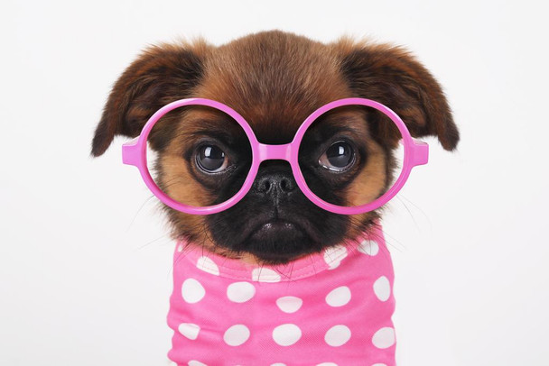 Funny Cute Puppy in Hot Pink Sunglasses Puppy Posters For Wall Funny Dog Wall Art Dog Wall Decor Puppy Posters For Kids Bedroom Animal Wall Poster Cute Animal Cool Wall Decor Art Print Poster 24x16