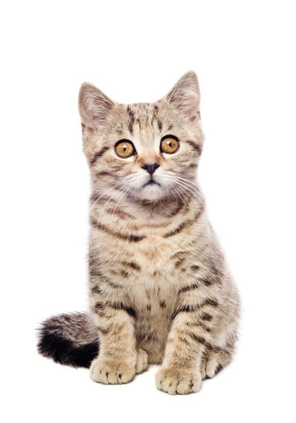 Kitten Scottish Straight Hair Cat Closeup Cute Funny Animal Face Portrait Photo Thick Paper Sign Print Picture 8x12