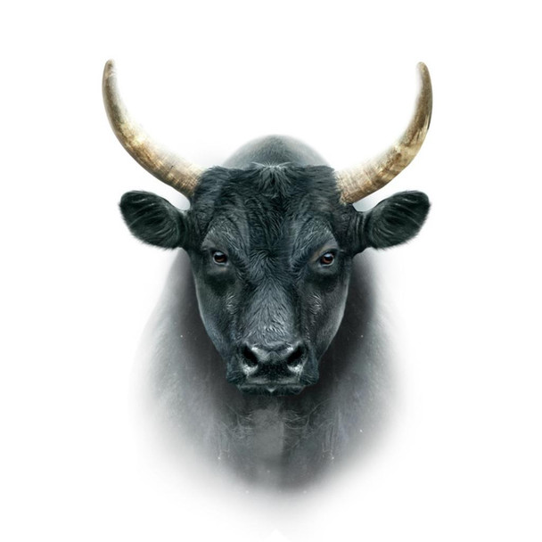 Laminated Black Camargue Bull Cow Face Portrait Farm Animal Closeup Photo Poster Dry Erase Sign 16x24