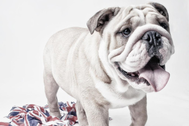 White Bulldog with British UK Flag Puppy Posters For Wall Funny Dog Wall Art Dog Wall Decor Puppy Posters For Kids Bedroom Animal Wall Poster Cute Animal Posters Cool Wall Decor Art Print Poster 24x16