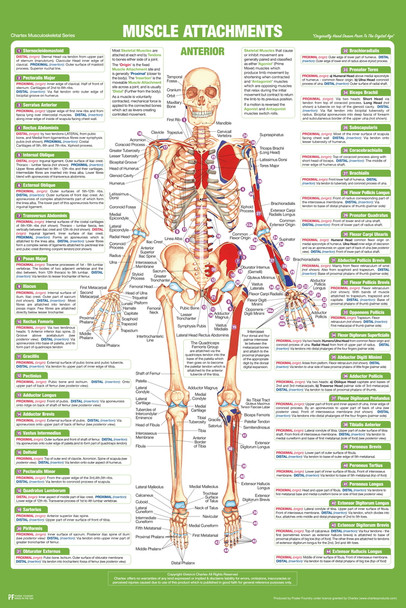 Muscle Attachment Anatomy Chart Human Body Anterior Skeleton Nursing Student Essentials Muscular Joint Medical Classroom Science Class Biology Educational Cool Wall Decor Art Print Poster 12x18