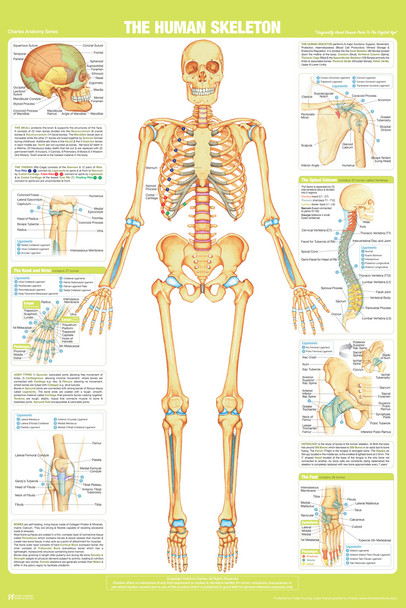 Human Skeleton Anterior Anatomy Chart Body Skeletal Muscle System Bone Spine Medical Classroom Nursing Student Essentials Science Class Biology Educational Cool Wall Decor Art Print Poster 12x18