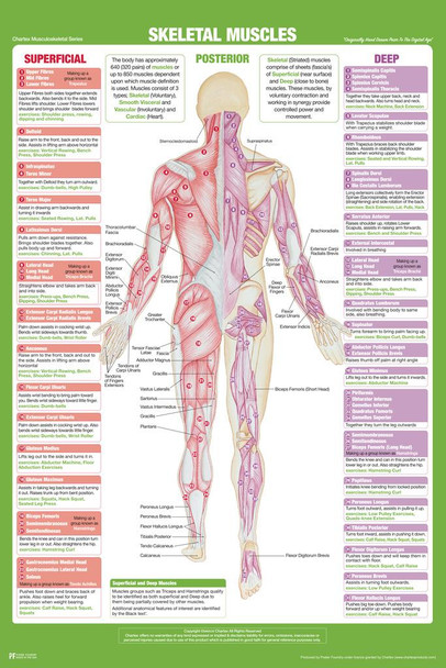 Skeletal Muscle Anatomy Posterior Poster Nursing School Essentials Medical Students Supplies Science Classroom Human Body Skeleton Educational Chart Paper Cool Wall Decor Art Print Poster 16x24