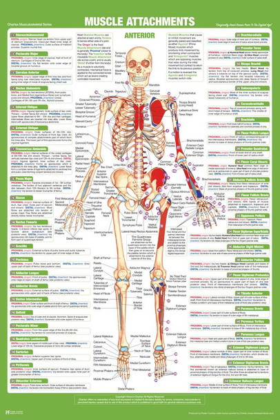 Laminated Muscle Attachment Anatomy Chart Human Body Anterior Skeleton Nursing Student Essentials Muscular Joint Medical Classroom Science Class Biology Educational Poster Dry Erase Sign 24x36