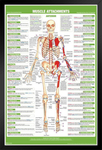 Muscle Attachment Anatomy Chart Human Body Anterior Skeleton Nursing Student Essentials Muscular Joint Medical Classroom Science Class Biology Educational Black Wood Framed Art Poster 14x20