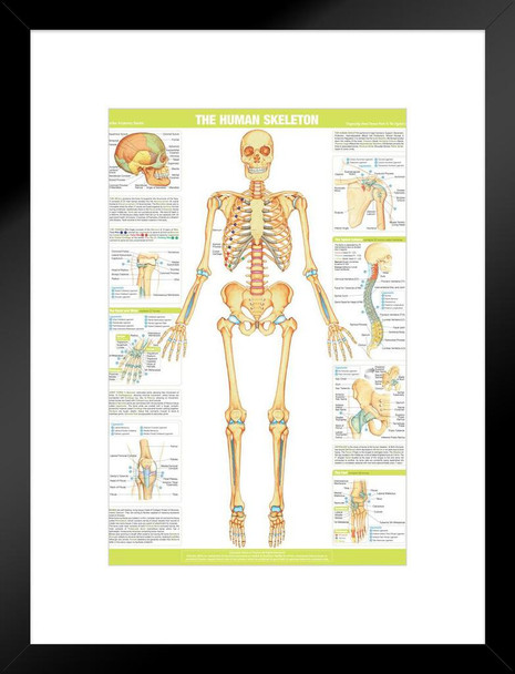 Human Skeleton Anterior Anatomy Chart Body Skeletal Muscle System Bone Spine Medical Classroom Nursing Student Essentials Science Class Biology Educational Matted Framed Art Wall Decor 20x26