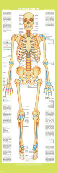 Laminated Long Human Skeleton Anterior Anatomy Vertical Chart Body Front Skeletal Muscular System Spine Classroom Nursing Student Essentials Medical Supply Educational Poster Dry Erase Sign 12x36