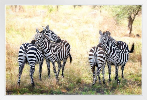 Two Pair of Zebra on Alert Photograph Zebra Pictures Wall Decor Zebra Black and White Animal Print Living Room Decor Zebra Print Decor Animal Pictures for Wall White Wood Framed Poster 20x14
