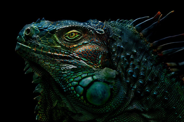 Iguana Reptile Face Portrait Artistic Iguana Poster Reptile Print Lizard Poster Reptile Scales Biology Wildlife Nature Art Print Large Lizard Picture of Iguana Cool Wall Decor Art Print Poster 24x36