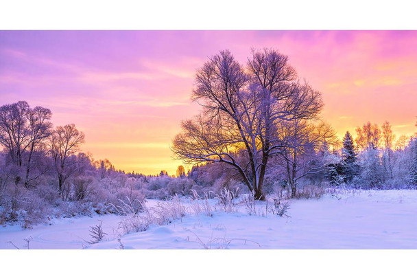 Laminated Winter Landscape Forest Trees Covered Snow Sunrise Photo Poster Dry Erase Sign 24x36