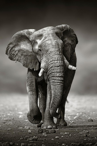 Laminated Elephant Front Black And White Elephants Decor African Elephant Wall Art Elephant Posters For Wall Elephant Art Print Elephants  Photo Elephant Tusks Poster Dry Erase Wall Art 24x36