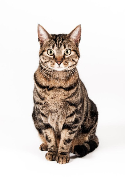 Laminated Domestic Short Haired Cat Posters Cat Poster for Wall Kitten Posters for Wall Funny Cat Poster Inspirational Cat Poster Nature Wildlife Art Prints Poster Dry Erase Wall Art 24x36