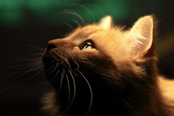 Home Lion Close Up Photo Photograph Cool Wall Art Print Poster 36x24