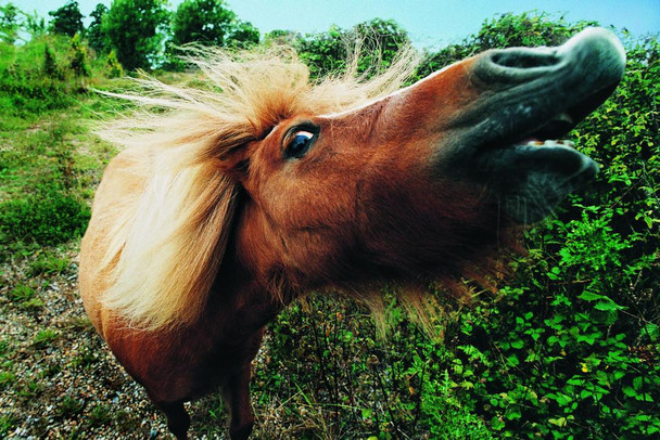 Close Up of Pony with Mouth Open Humor Wild Horses Decor Galloping Horses Wall Art Horse Poster Print Poster Horse Pictures Wall Decor Running Horse Breed Poster Cool Wall Art Print Poster 36x24