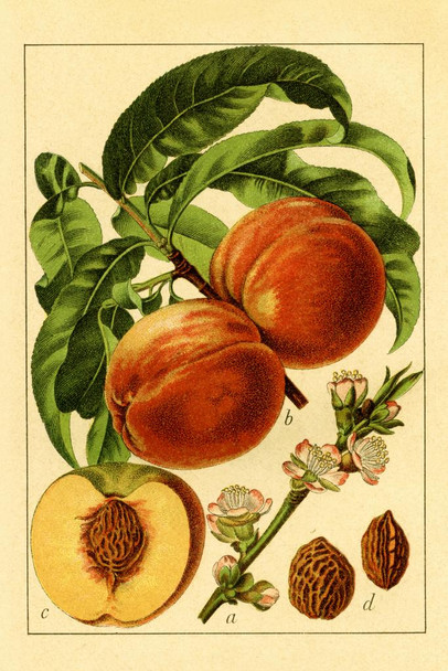 Peach | Antique Flower Illustrations Thick Paper Sign Print Picture 8x12