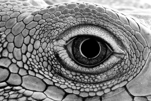 Green Iguana Close Up Eye Reptile Iguana Poster Reptile Print Lizard Poster Reptile Scales Biology WIldlife Nature Art Print Large Lizard Picture of an Iguana Cool Wall Decor Art Print Poster 16x24