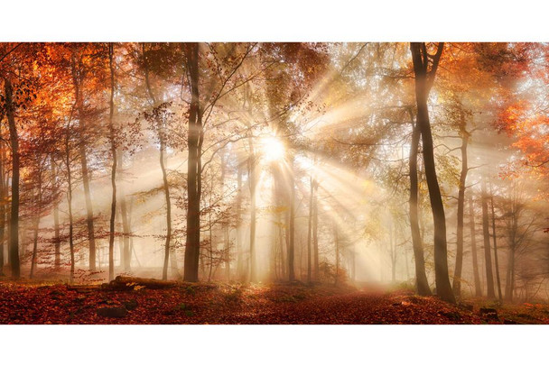 Laminated Rays Of Sunlight Trees In Misty Autumn Forest Photo Poster Dry Erase Sign 12x18