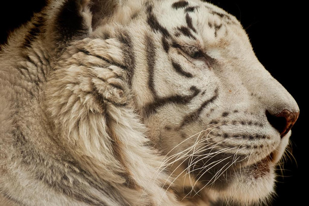 White Tiger Close Up Photo Photograph Tiger Art Print Tiger Pictures Wall Decor Tiger Stripe Print Jungle Animal Art Print Tiger Whiskers Decor Pictures Cool Wall Decor Art Print Poster 36x24